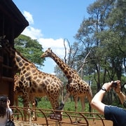 Giraffe Center, Elephant Orphanage and Carnivore Lunch Tour | GetYourGuide