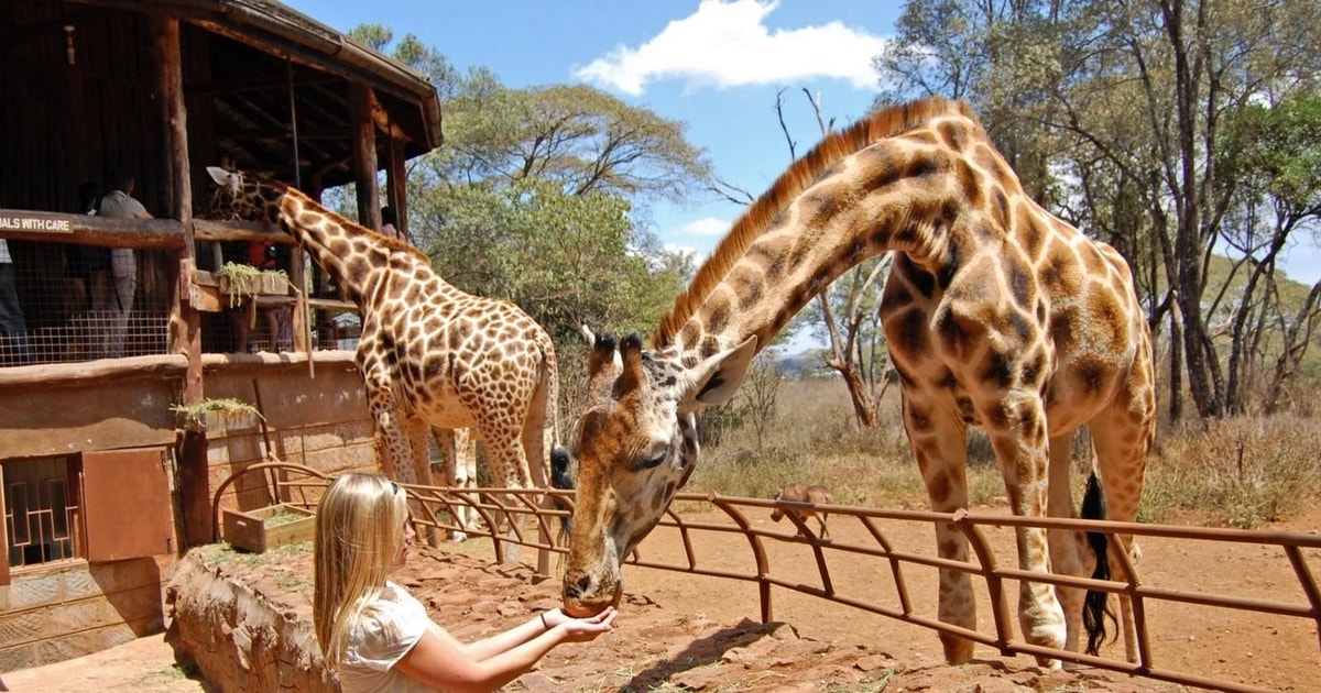 Giraffencentrum en Olifantenweeshuis Tour. | GetYourGuide