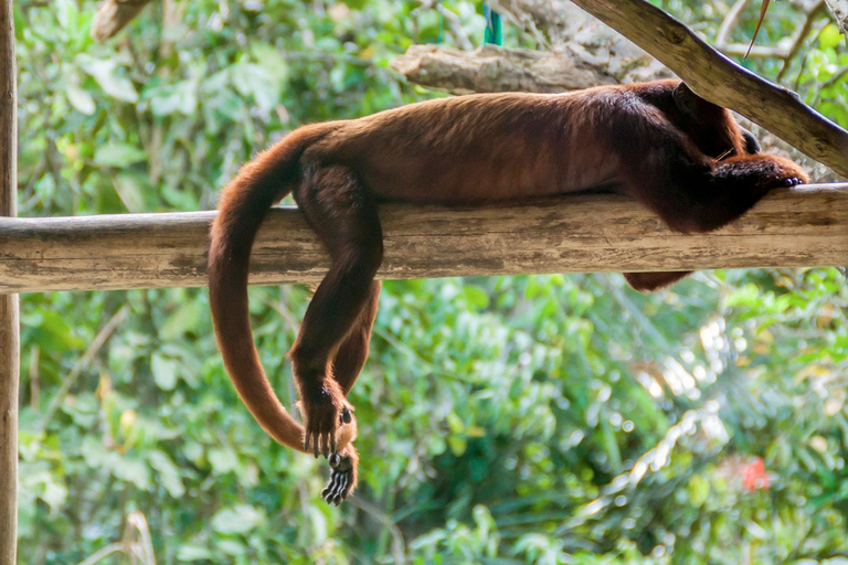 De Iquitos | Excursão - Nascer do sol e avistamento em 5 dias