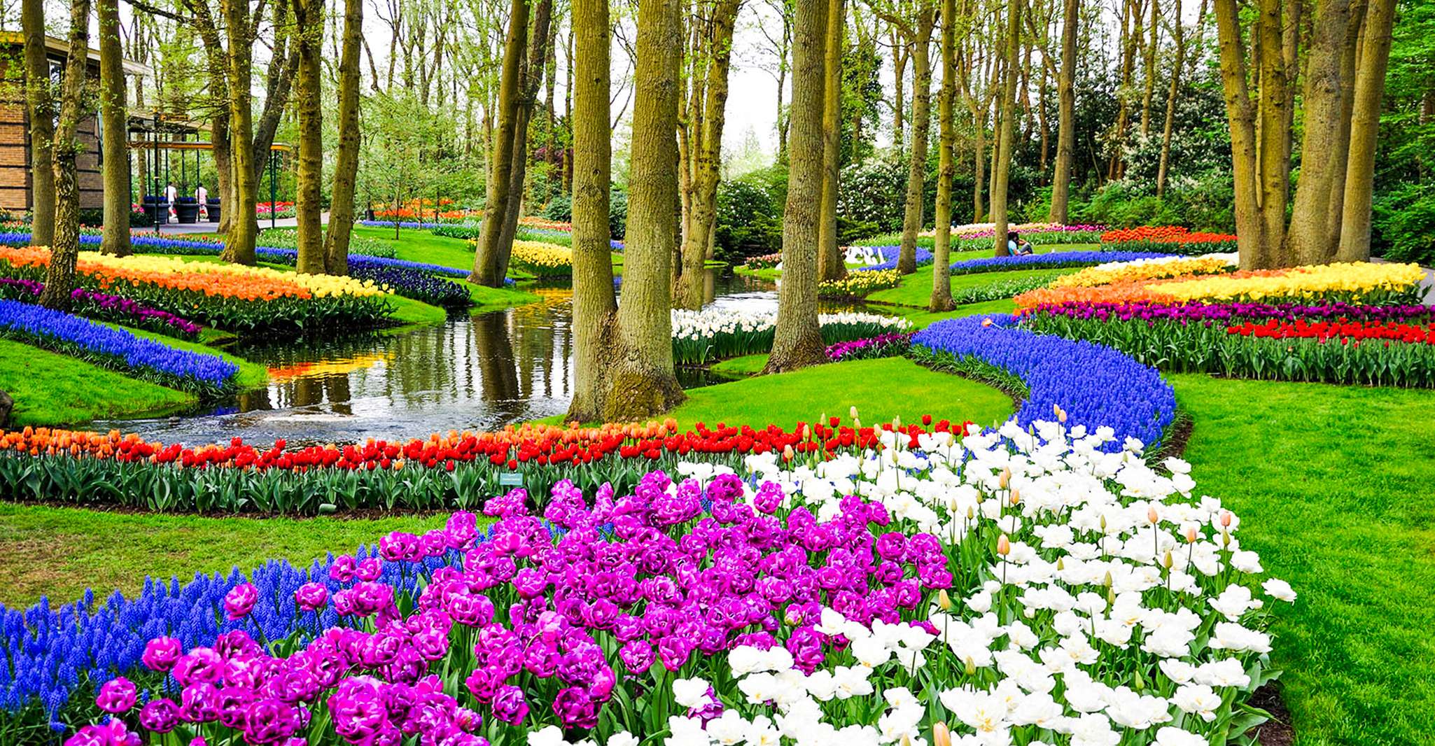 Da Amsterdam, Keukenhof Ingresso e andata e ritorno Shuttle Bus - Hizvo