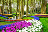 Da Amsterdam, Keukenhof Ingresso e andata e ritorno Shuttle Bus - Hizvo