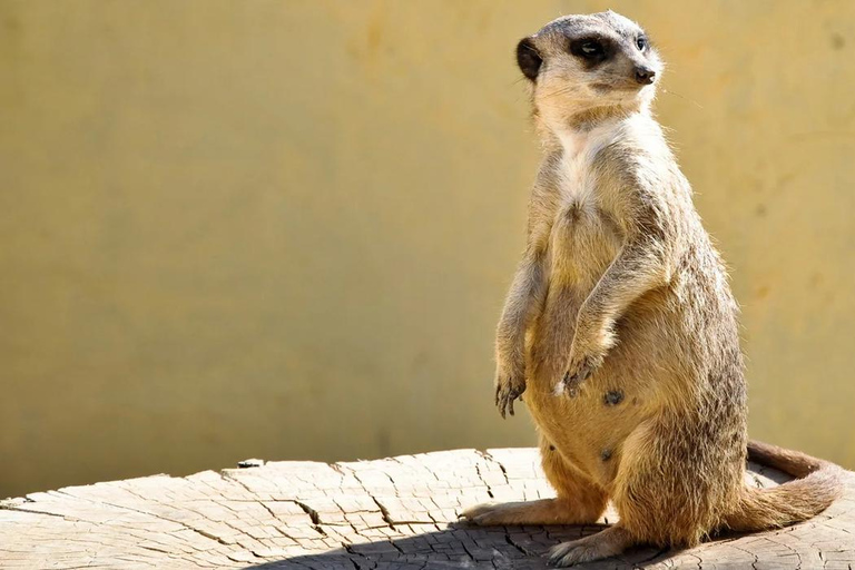 From Hammamet & Sousse: Friguia Animal Park Safari half day