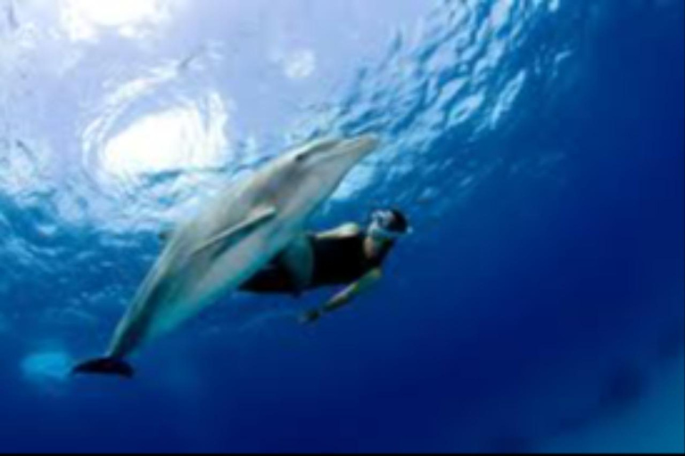 Salalah: Swimming with Dolphins with Lunch &amp; Pick up