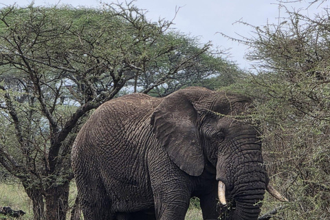 Arusha: 2-Day Tarangire and Ngorongoro Safari Tour