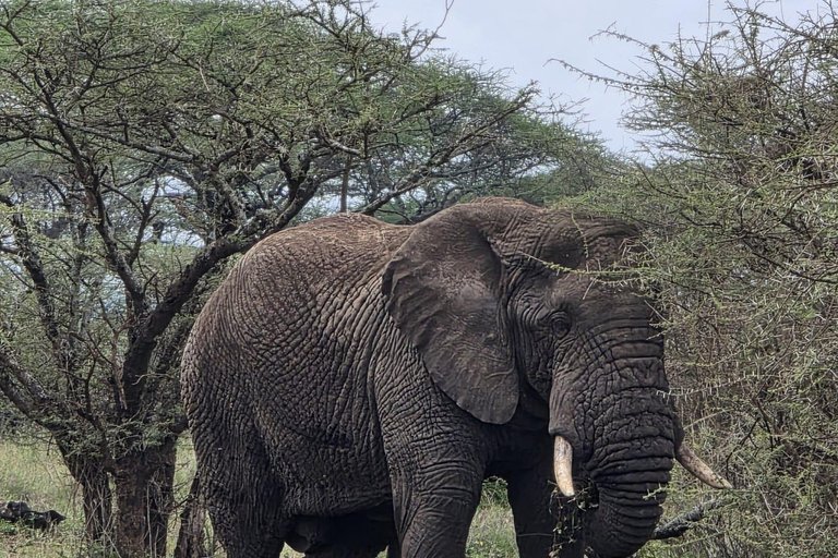 Arusha: 2-Day Tarangire and Ngorongoro Safari Tour