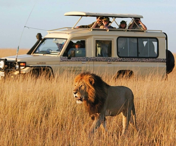 4 nap Nyerere nemzeti park és Mikumi nemzeti park