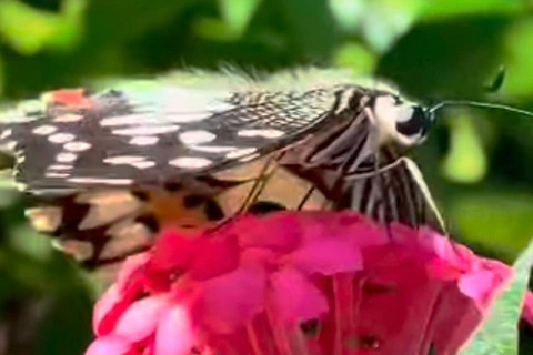 Puerto Plata: Countryside, Butterfly Farm, and Monkey Watching
