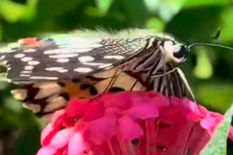 Puerto Plata: Countryside, Butterfly Farm, and Monkey Watching