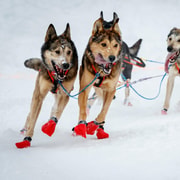 Whitehorse : expérience signature en chien de traîneau avec chocolat chaud