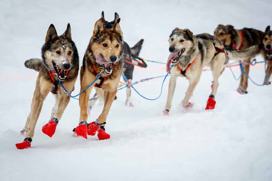 Whitehorse: Unvergleichliche Hundeschlittenfahrt mit heißem Kakao. Foto: GetYourGuide