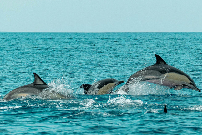 Phuket: Phi Phi Sunset & 3 Snorkeling by Luxury Catamaran With out transfer & National Park