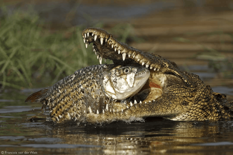 Wycieczka kulturalna na wyspę Impalila: Pas Caprivi