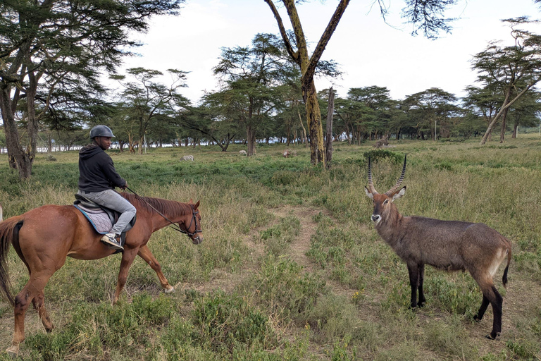 Nairobi: Horseback Wildlife Safari with Transfers and Lunch
