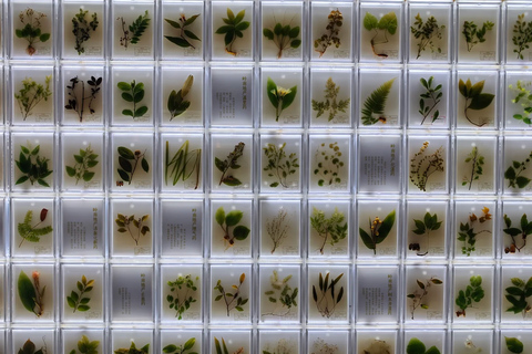 Guangzhou: Traditional Chinese Medicine Museum Admission