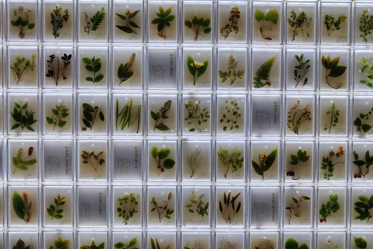 Guangzhou: Traditional Chinese Medicine Museum Admission