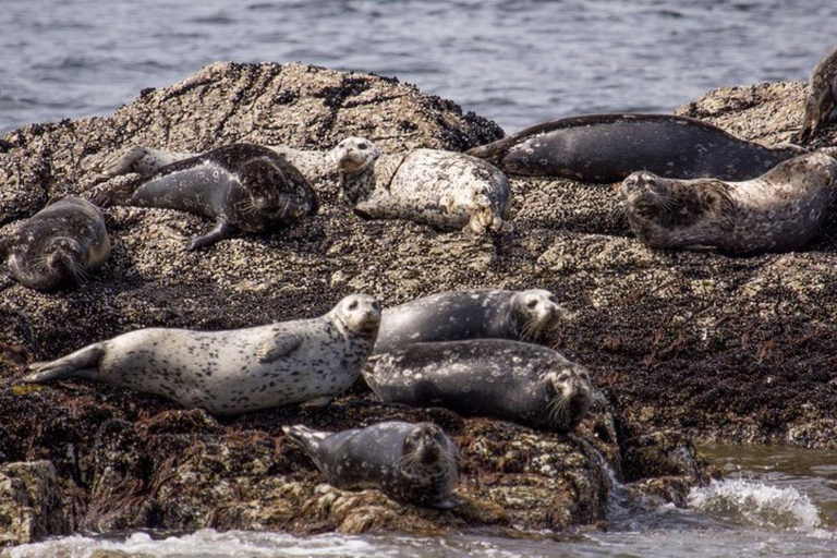 West Vancouver: Morning Kayak & Seal Cruise