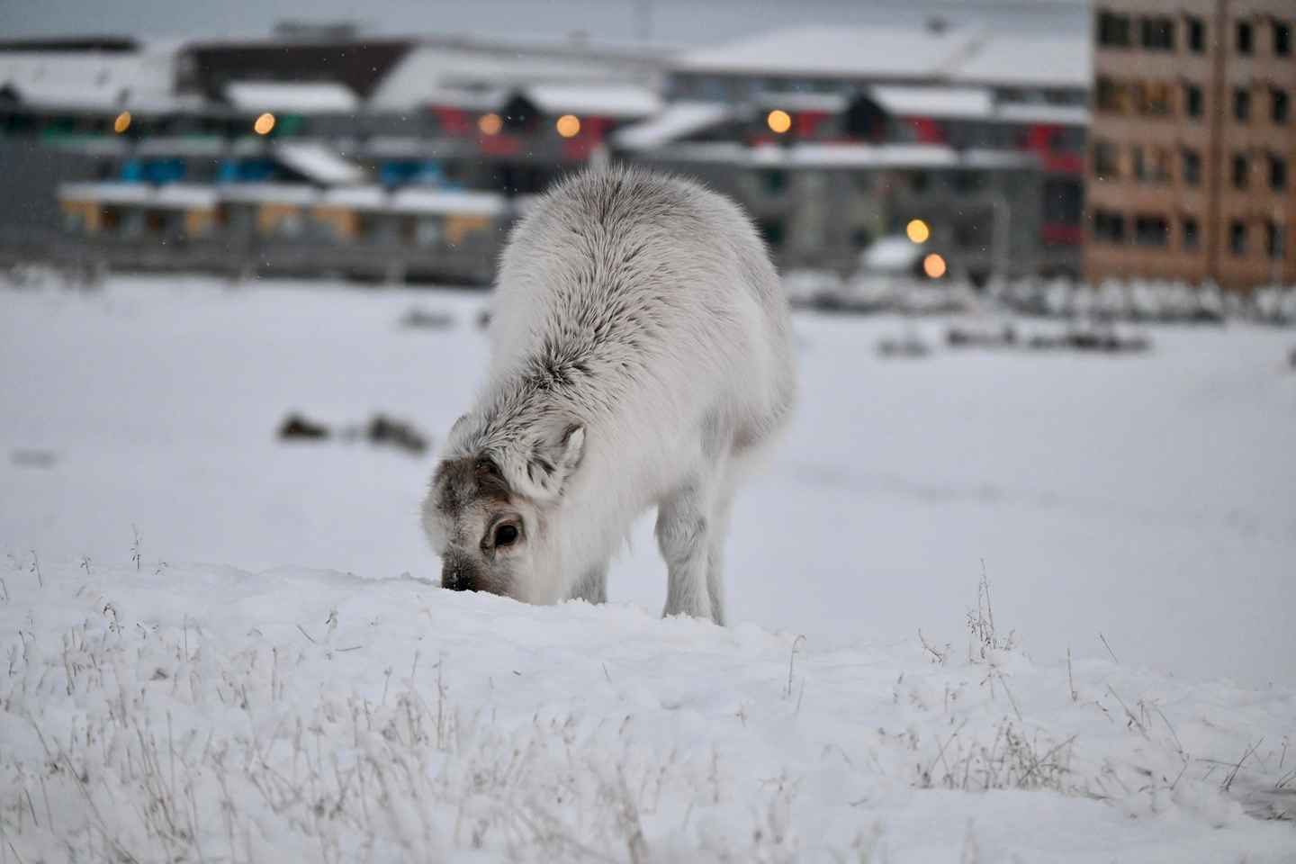 Longyearbyen: Private Guided Walking Tour