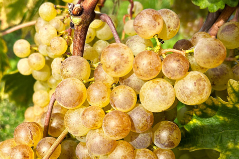 L&#039;esperienza del vigneto Lavaux