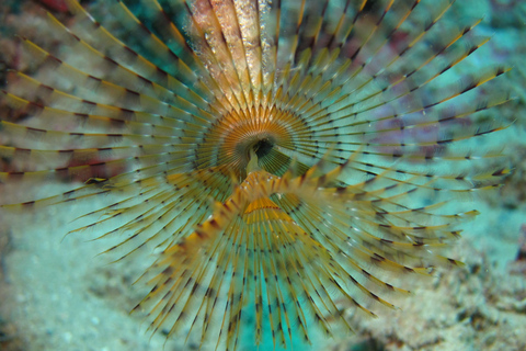 Hersonissos, Stalida: Scuba Diving Experience for beginners