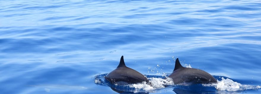 Martinique : Observation des Dauphins fruits et boissons incluses