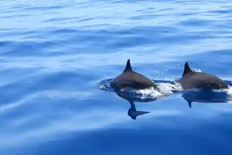 Martinique : Observation des Dauphins