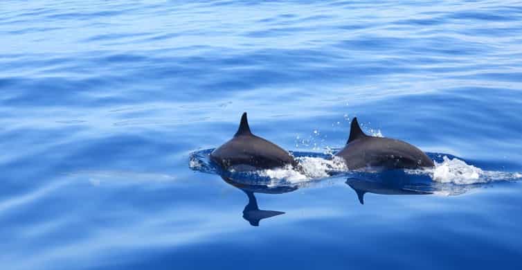 Dauphins et snorkeling au départ de Fort-de-France