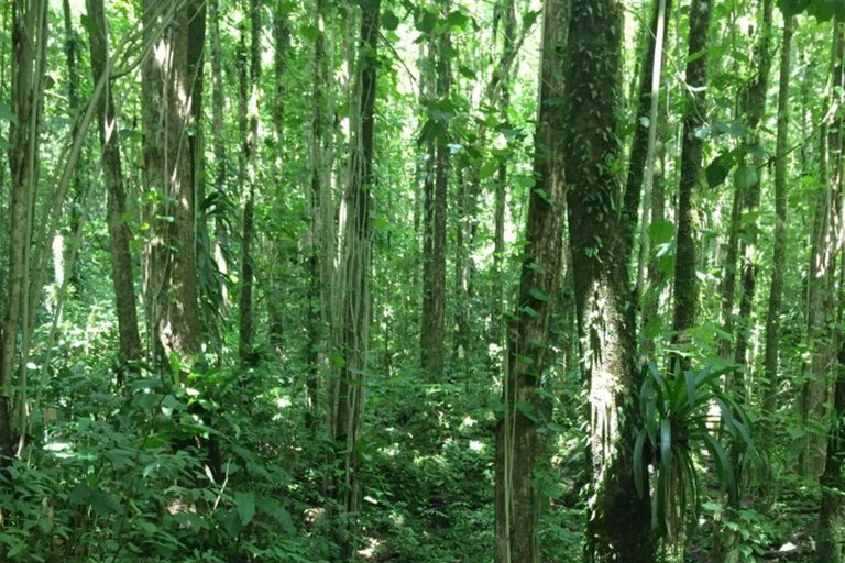 Kingstown: Dark View Falls Tour with Pickup