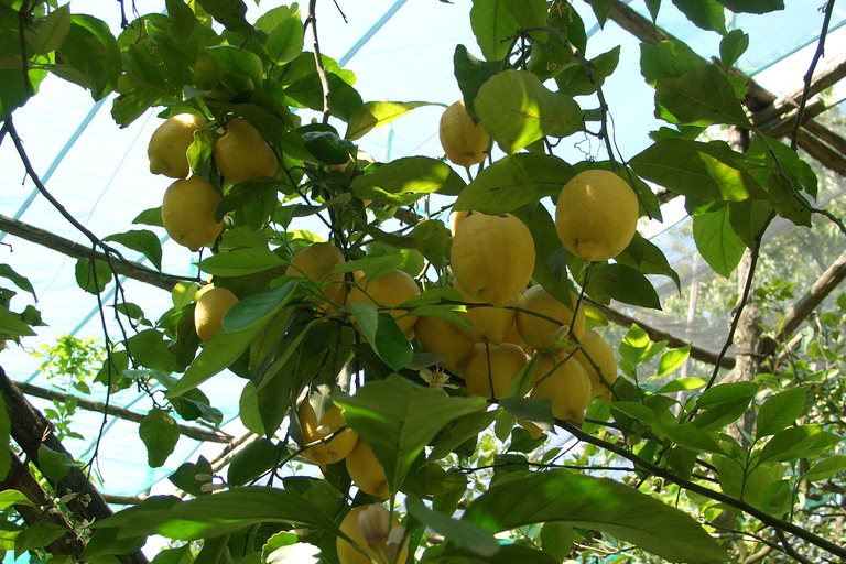 Sorrento: Walking Tour in Lemon Garden w/ Food Tasting