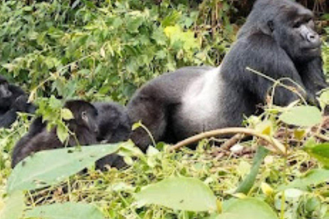 Uganda: Safari de 3 dias com Trekking aos Gorilas