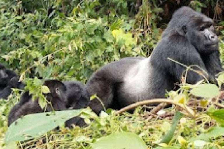 Uganda: trekking di 3 giorni con i gorilla