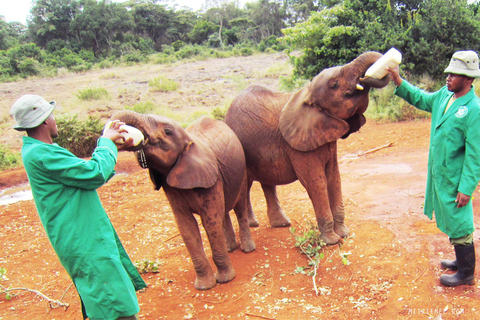 Tagestour zum Giraffenzentrum, Elefantenbaby und Nationalpark