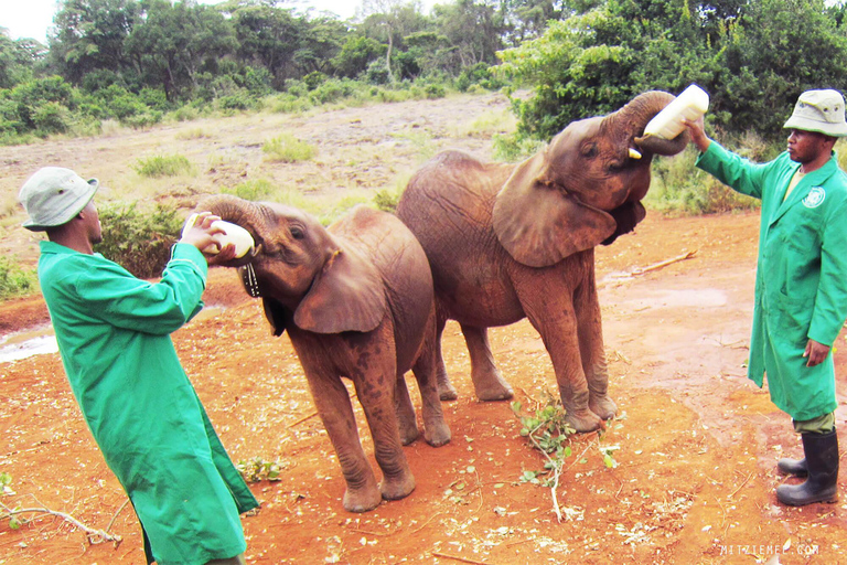 Tagestour zum Giraffenzentrum, Elefantenbaby und Nationalpark