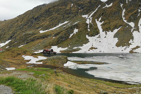 Bucharest: Top Gear Road & Wild Brown Bears, group max 8 pax Bucharest: Transfăgărășan Top Gear Road & Wild Brown Bears