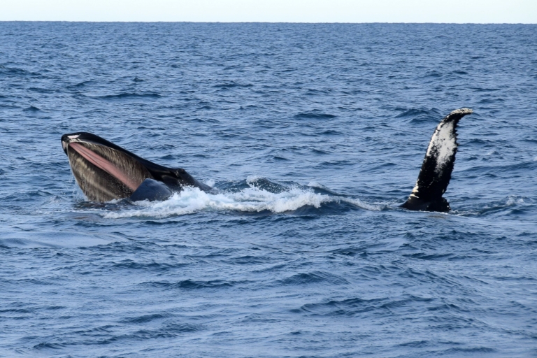 Vanuit Reykjavik: Whale Watching Trip per speedbootVanuit Reykjavik: walvissafari per speedboot