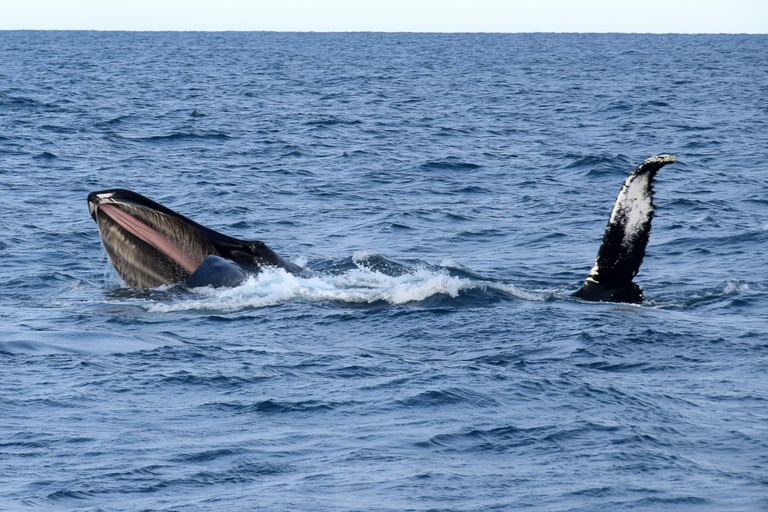 Reykjavik: Whale Watching Tour by Fast Catamaran From Reykjavik: Whale Watching Speedboat Tour