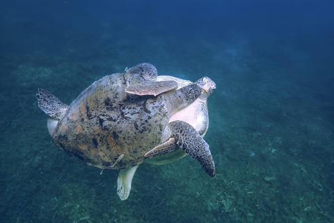 Koh Tao: Excursión de snorkel a la isla de Nang Yuan y bahías ocultas