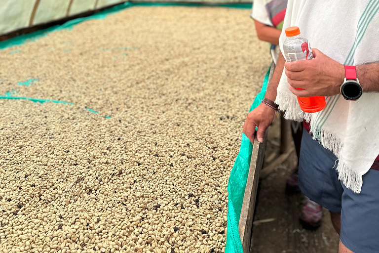 From Medellín: Coffee Farm Hiking & Exotic Fruit Marketplace