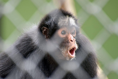 Rio de Janeiro: BioParque rondleiding met transfer