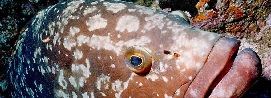 Funchal : Parc national de Garajau - plongeurs certifiés