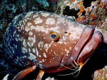 Funchal: Garajau national park - certified divers