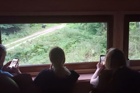 4 Hours Guided Bear Watching Tour in Carpathian Mountains