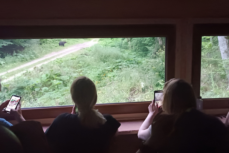 Brașov: 4-Hour Bear Watching Tour in Carpathian Mountains