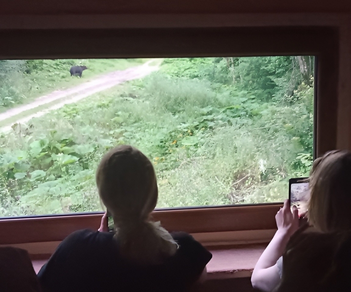 4 Hours Guided Bear Watching Tour in Carpathian Mountains
