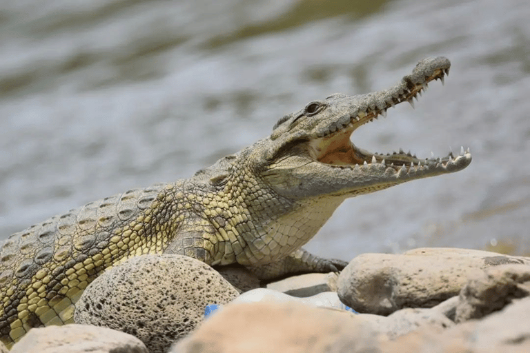 Von Addis Abeba nach Awash: 3-tägige Safari und Naturerlebnis