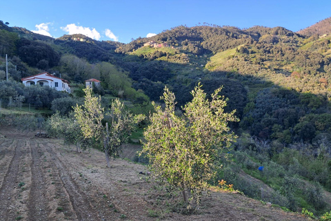 Vernazza: Olive Grove Tour and 5 Terre Olive Oil and Wine Tasting Vernazza (5 Terre): olive grove tour and oil and wine tasting
