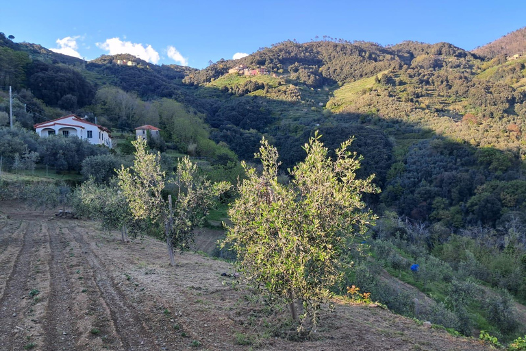 Vernazza: Olive Grove Tour and 5 Terre Olive Oil and Wine Tasting Vernazza (5 Terre): olive grove tour and oil and wine tasting