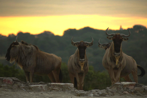 Africam Safari Conservation Park