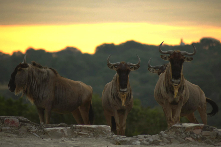 Africam Safari Conservation Park