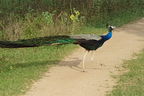 De Ella: Udawalawa Safari &amp; Drop Hikkaduwa/Galle/Mirissa