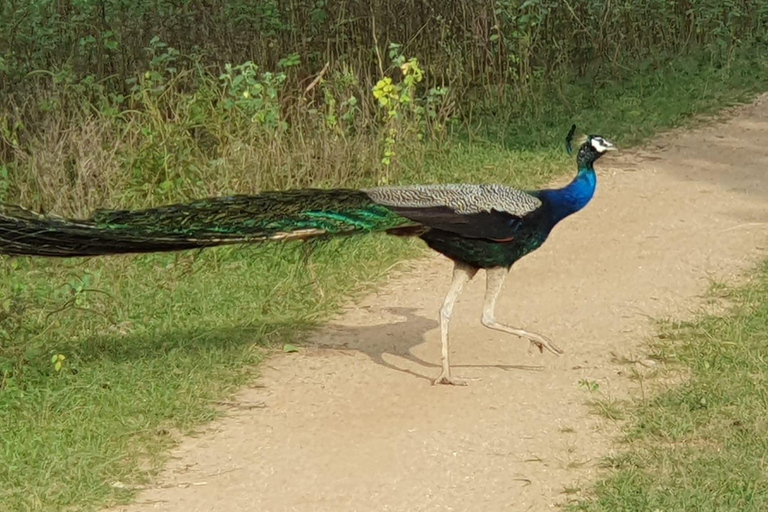 From Arugambay : Yala National Park Safari & Dropoff in Ella